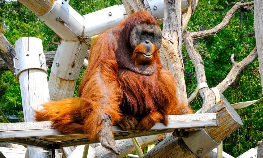 Orangutan,At,The,Denver,Zoo