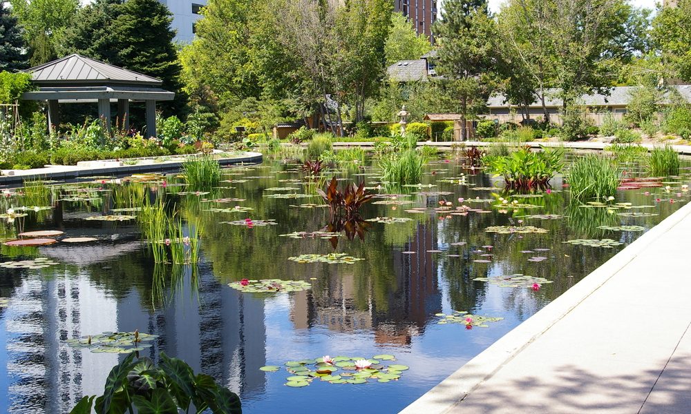 Lilly,Pond,In,The,Denver,Botanic,Gardens